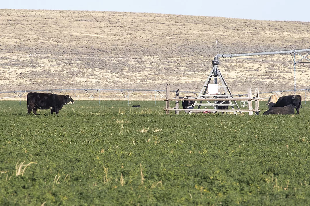 58912-kern-lunbery-graze-alfalfa-dixon.jpg