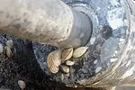 58937-Mmccarthy-quaggas-2.jpg