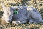 58740-miller-calf1.jpg