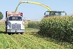 58948-thomas-silage-chop.jpg