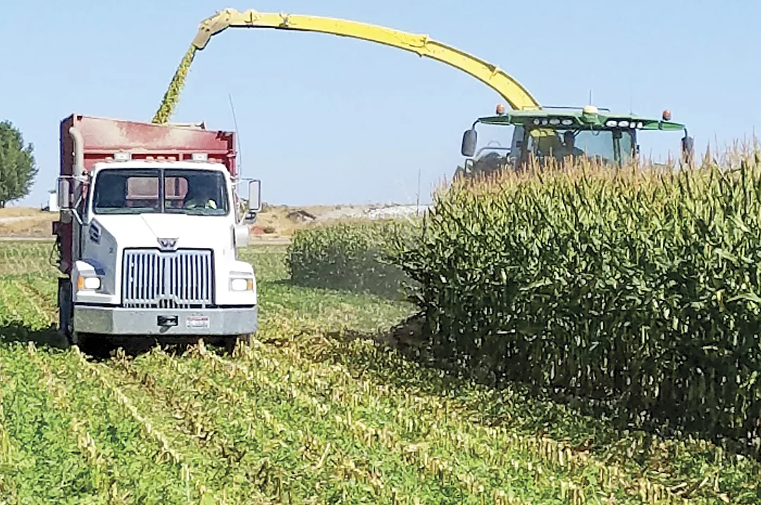 58948-thomas-silage-chop.jpg
