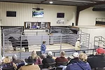 58955-mccarthy-bull-sale-juliebrown.jpg