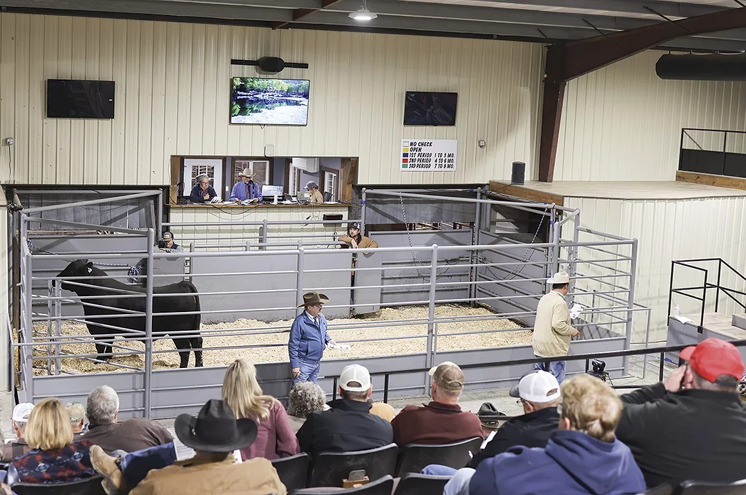 58955-mccarthy-bull-sale-juliebrown.jpg