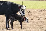 58963-fahrmeier-calf.jpg