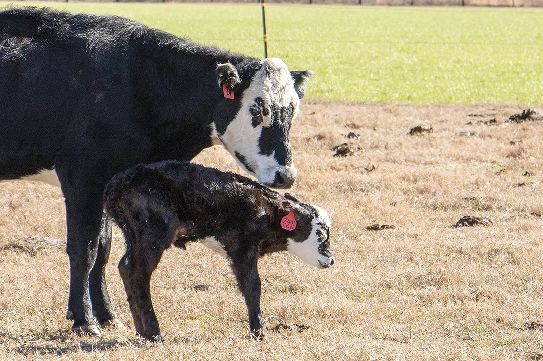 58963-fahrmeier-calf.jpg