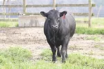58964-rowan-bull.jpg