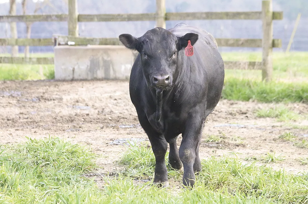 58964-rowan-bull.jpg