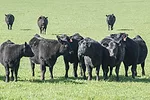 58965-hall-beef-marchant.jpg