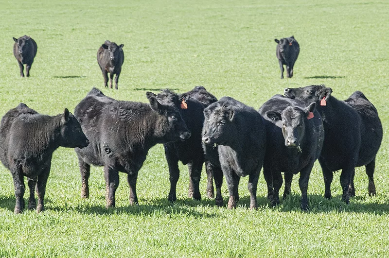 58965-hall-beef-marchant.jpg