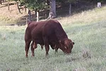 58979-wall-bull-brown.jpg