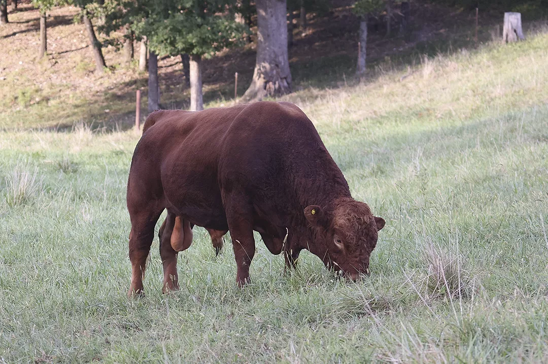 58979-wall-bull-brown.jpg