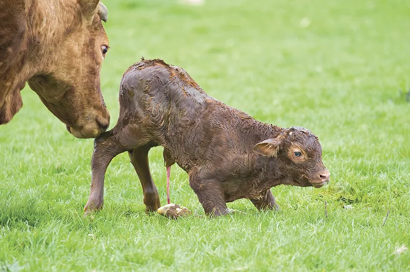 58982-warner-calf.jpg