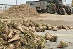 58974-lane-beets.jpg