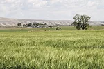 58991-woolsey-barley.jpg