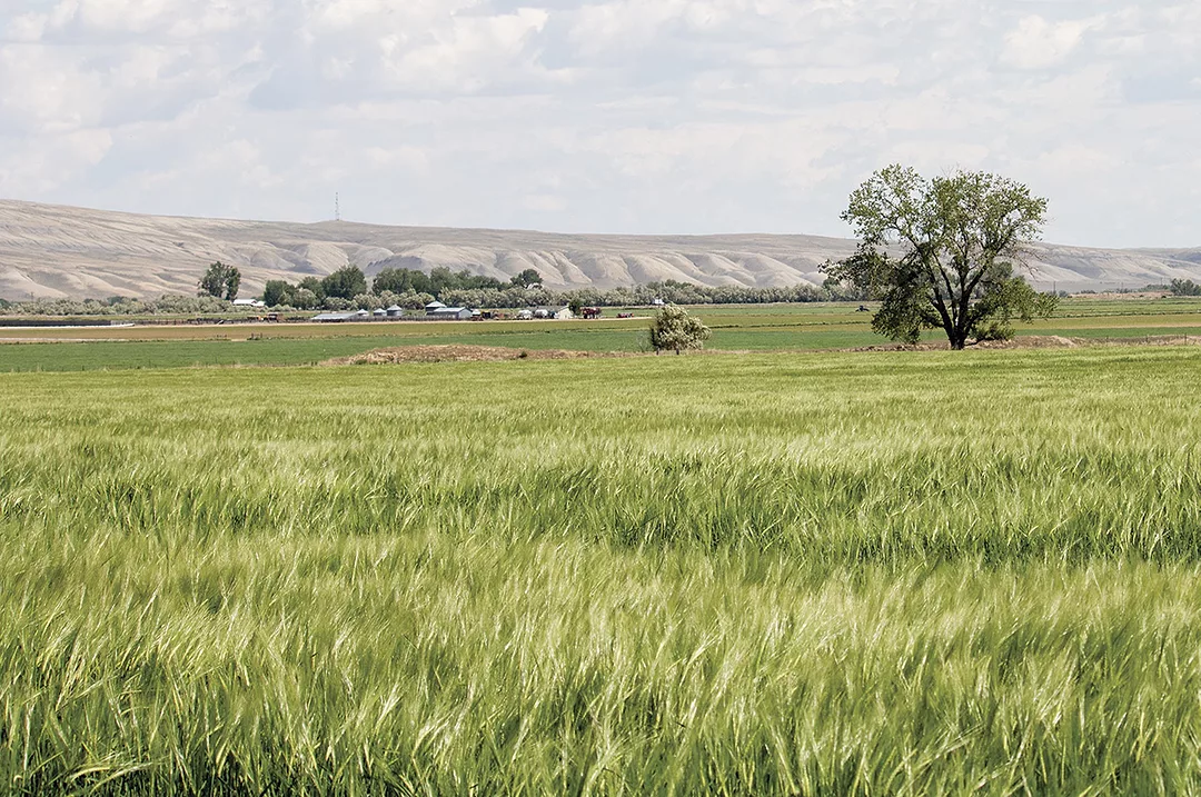 58991-woolsey-barley.jpg