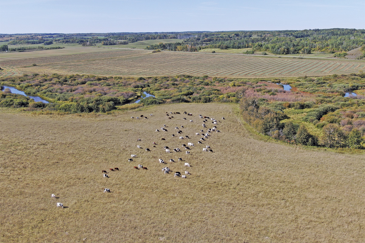 58998-ohirko-malarky_cows_september-12-2023.jpg