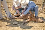 59009-westlake-castration.jpg
