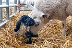 59044-lane-lamb-getty.jpg