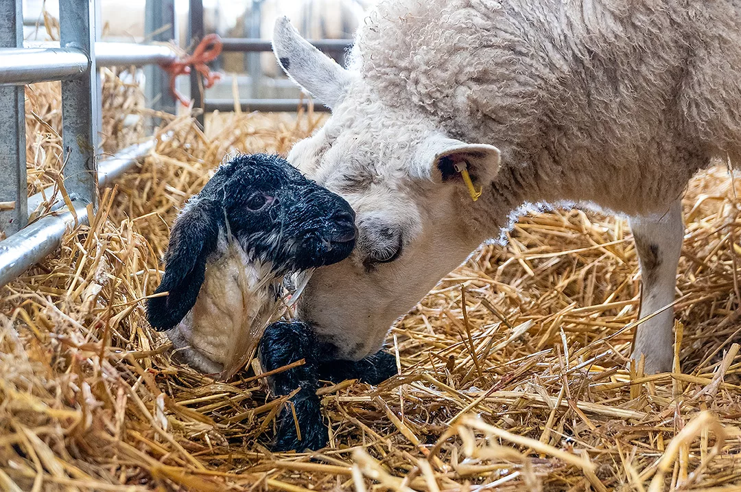 59044-lane-lamb-getty.jpg