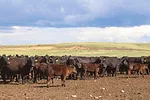 58984-wells-3.jpg