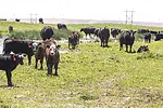59093-marchant-cow-calf.jpg