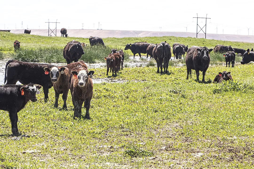 59093-marchant-cow-calf.jpg