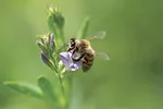 59097-decandio-bee-getty.jpg