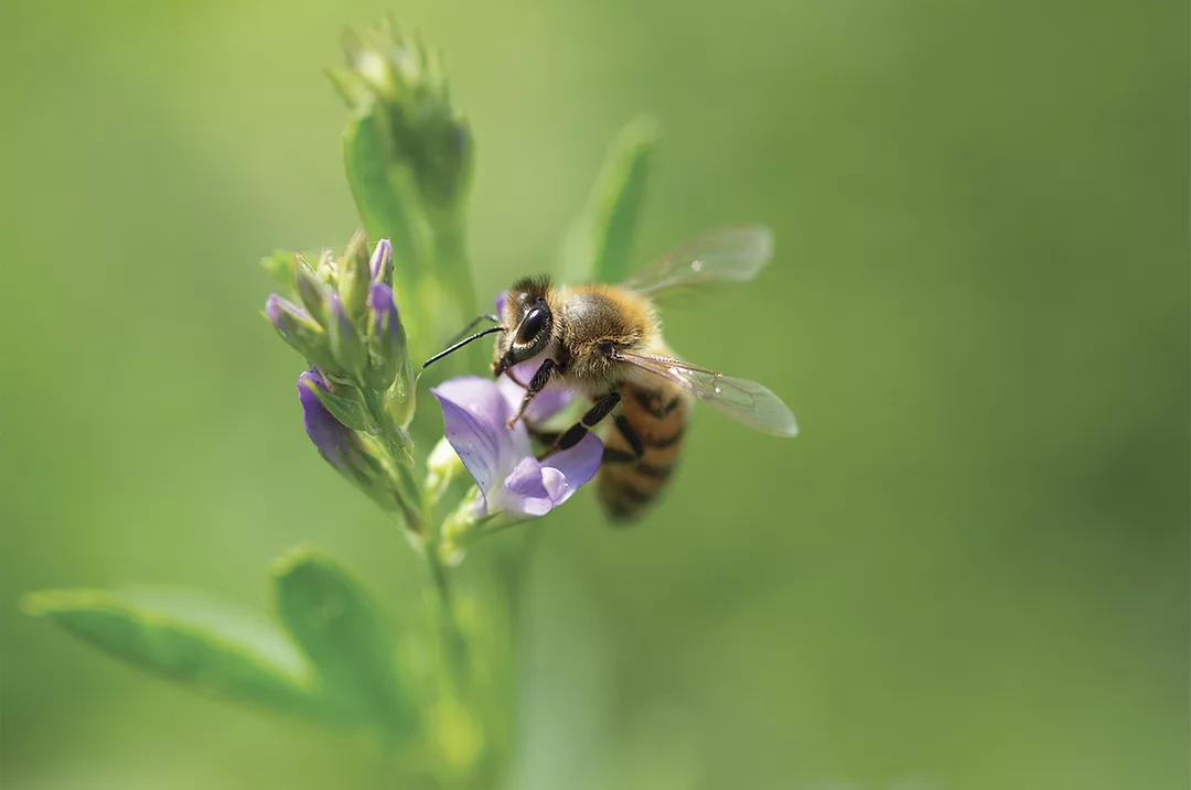 59097-decandio-bee-getty.jpg