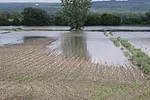 0524pd-cornell-Managing-forage-in-the-face-of-more-frequent-extreme-weather-events.jpg