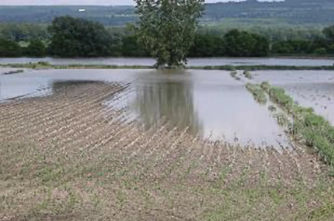 0524pd-cornell-Managing-forage-in-the-face-of-more-frequent-extreme-weather-events.jpg