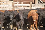 59091-dowling-heifers-jaynes.jpg