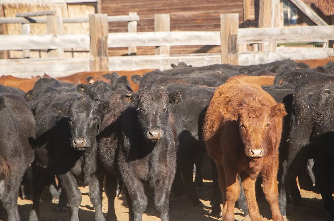 59091-dowling-heifers-jaynes.jpg