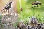 59113-derksen-pests.jpg