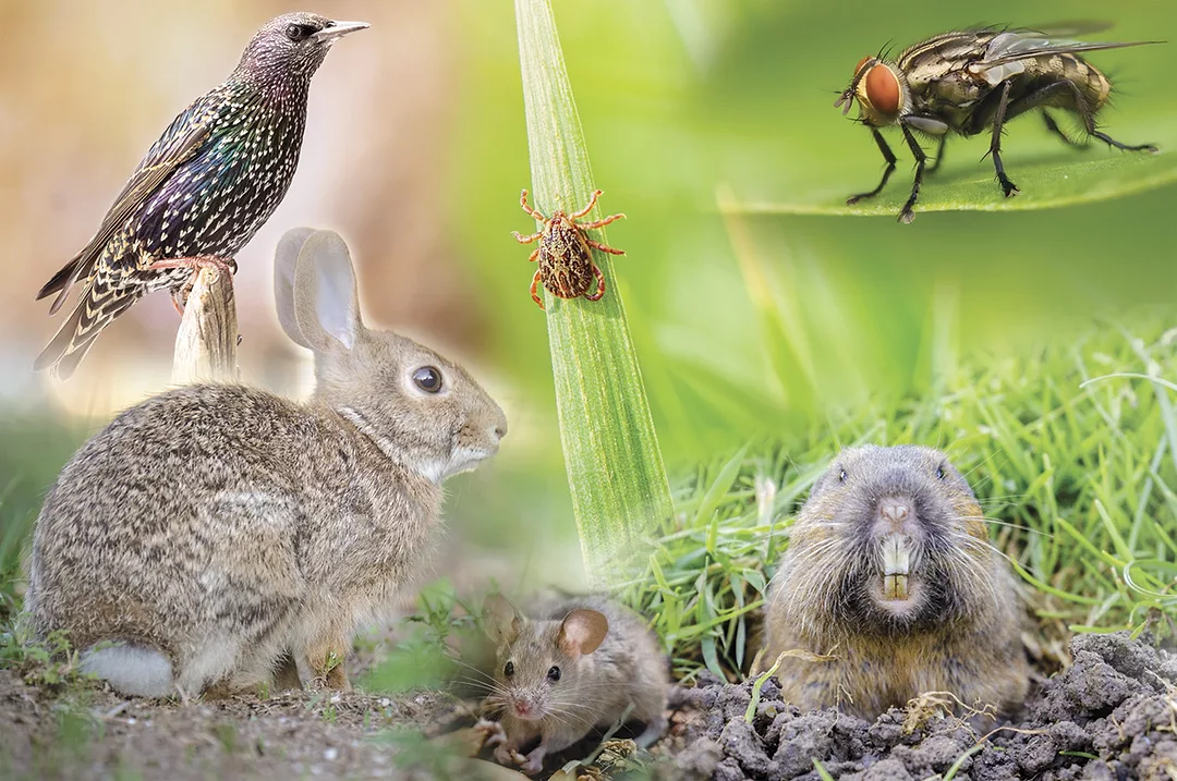 59113-derksen-pests.jpg