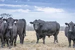 59160-warner-bull.jpg