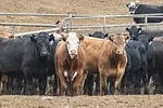 59167-marchant-feedlot-staff.jpg