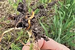 59131-fillmore-wireworms.jpg
