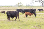 59178-wyffels-cow-calf.jpg