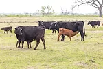 59178-wyffels-cow-calf.jpg