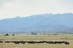 59179-sanderson-1.jpg