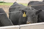 59192-george-feedbunk.jpg