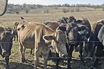 59194-blezinger-stressed-cattle-1.jpg