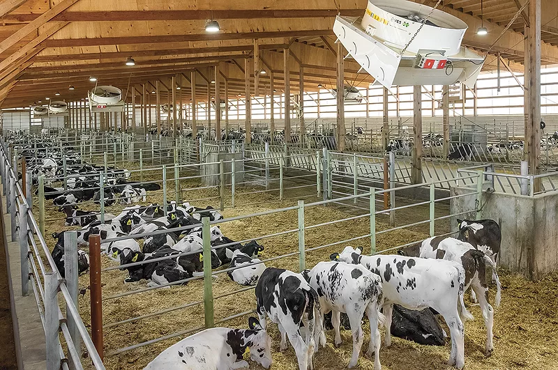59243-mondaca-heifers.jpg 59243-mondaca-heifers.jpg