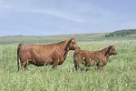 59245-rackley-weber-18-pair.jpg