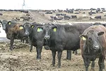 59248-marchant-feedlot-staff.jpg