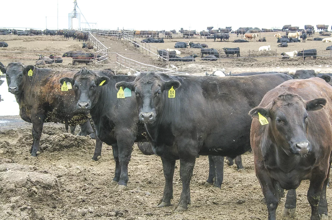 59248-marchant-feedlot-staff.jpg