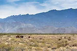 59258-marchant-high-desert.jpg