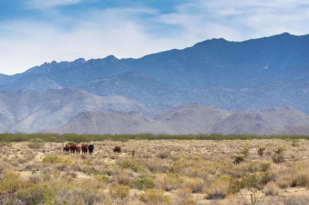 59258-marchant-high-desert.jpg
