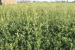 59298-kern-lunbery-weeds.jpg