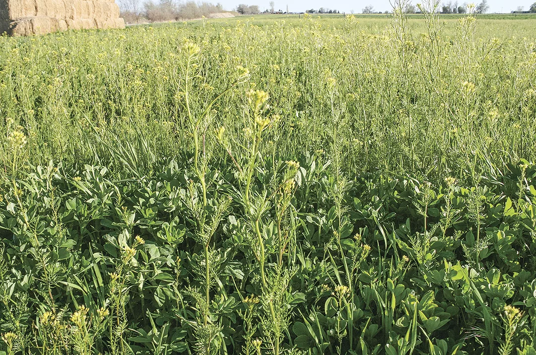 59298-kern-lunbery-weeds.jpg